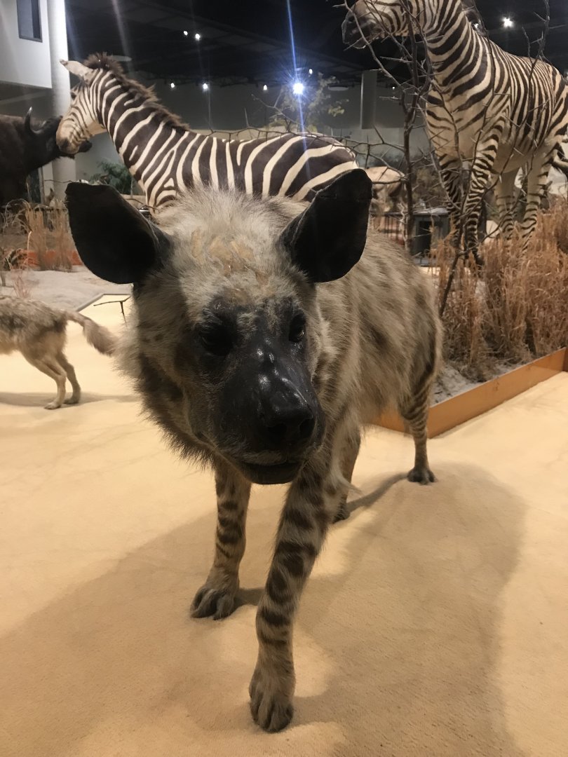 Striped Hyena