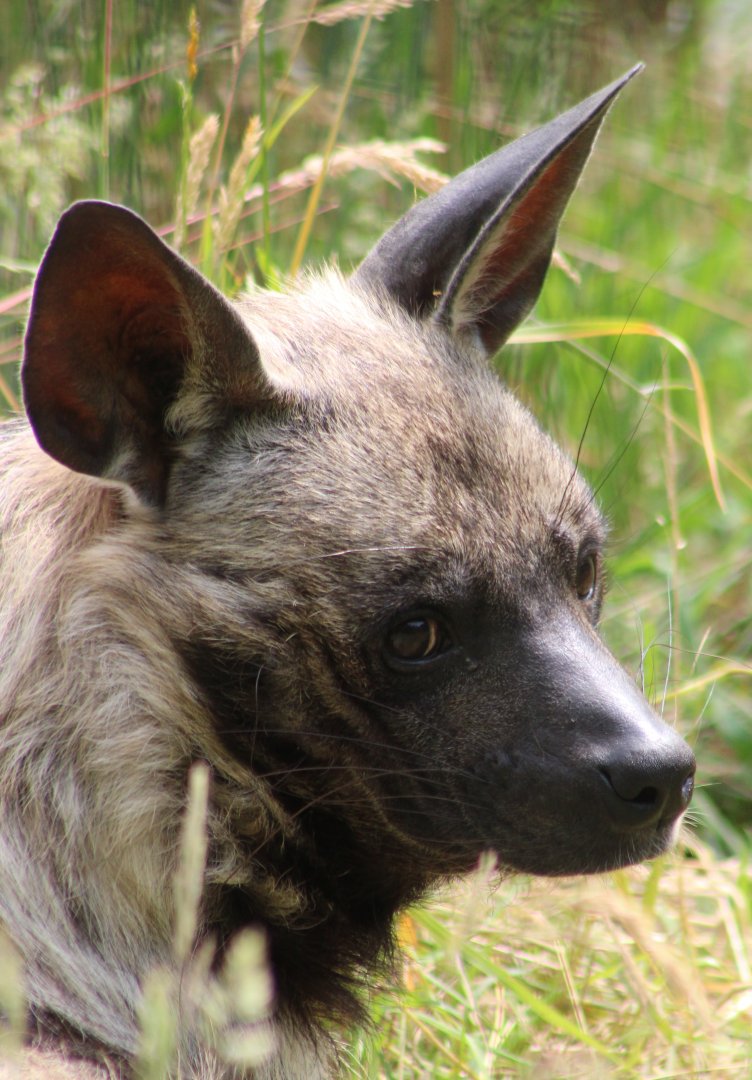 Striped hyena