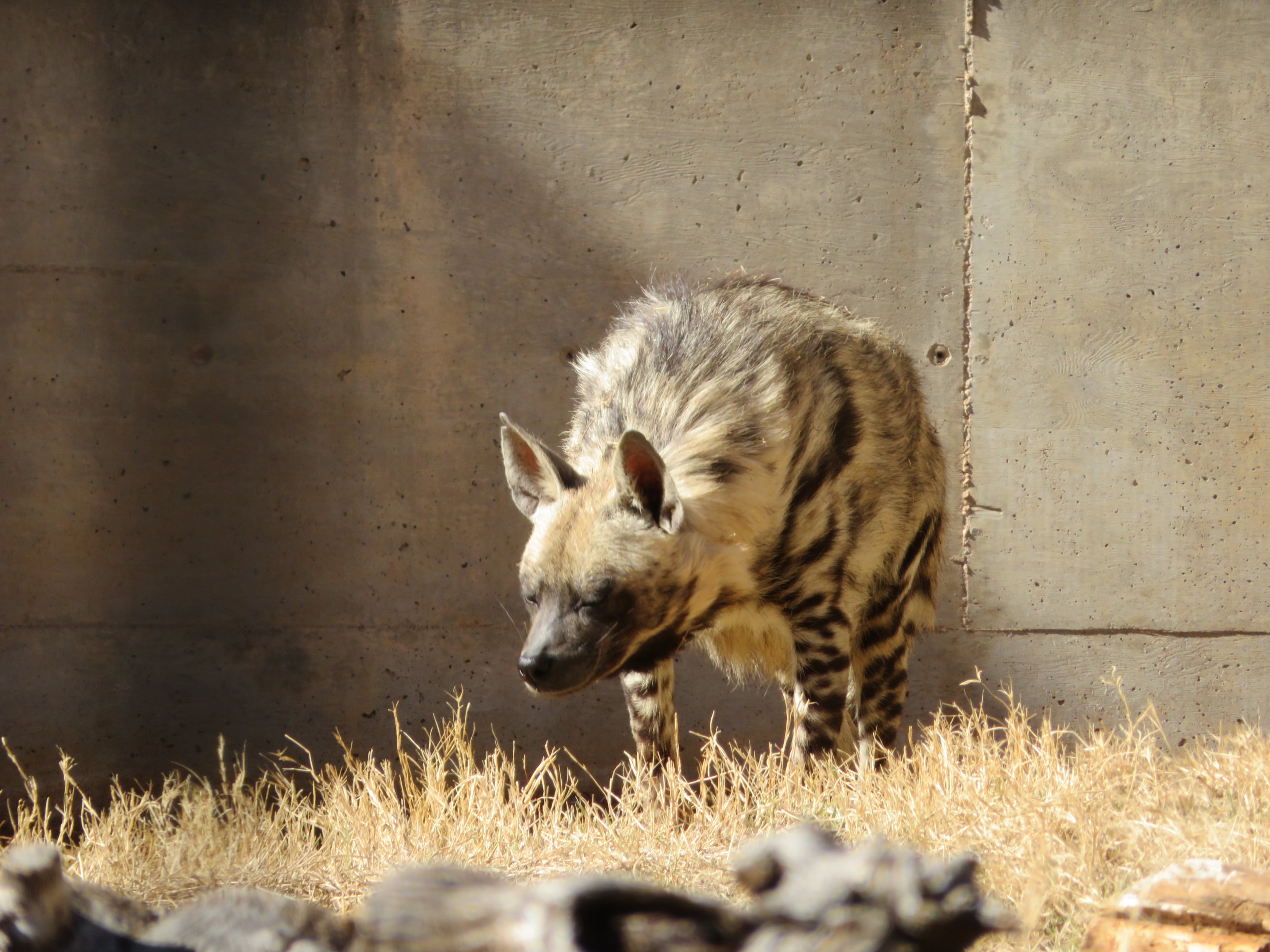 Striped Hyena