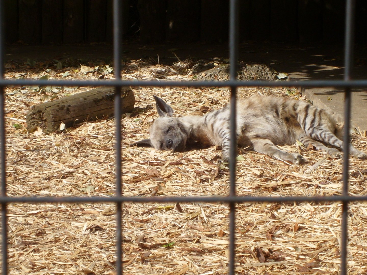 striped hyena