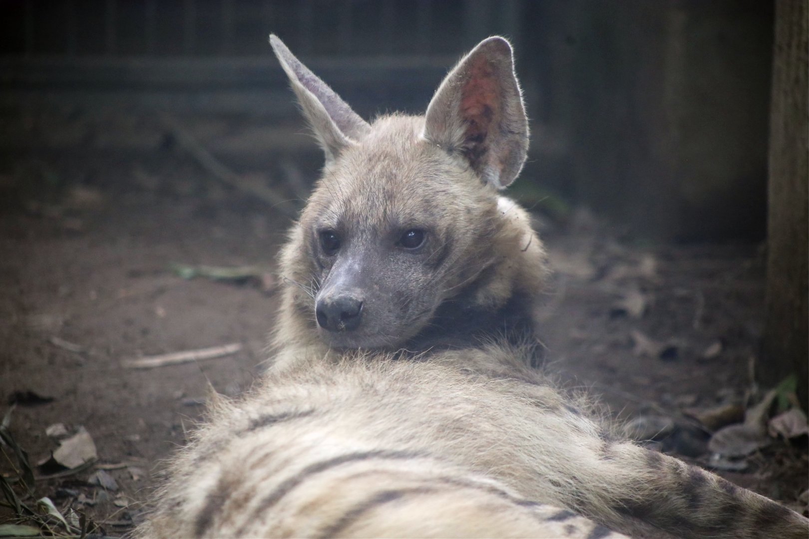 Striped Hyena