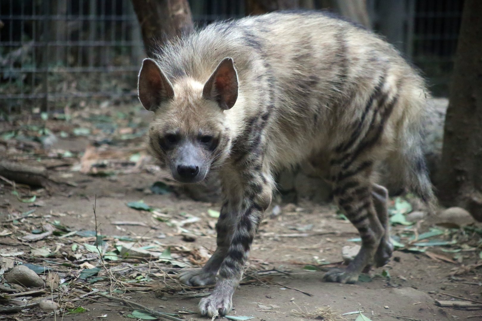 Striped Hyena
