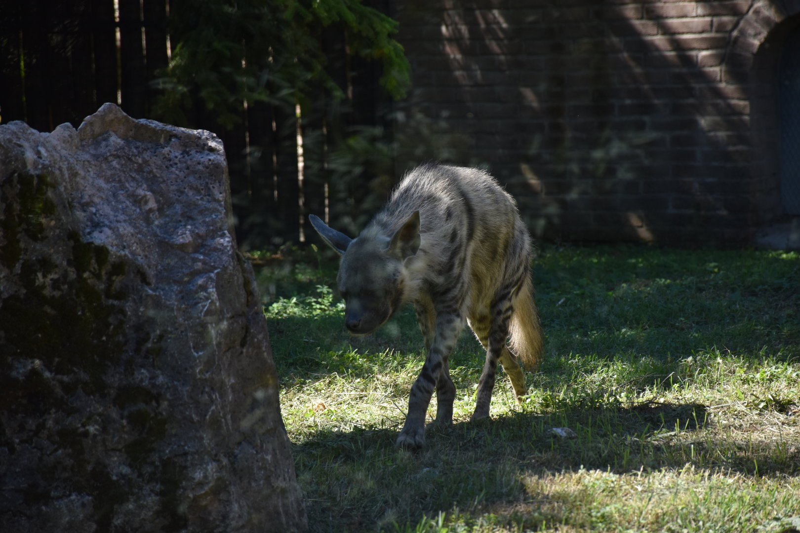 Striped hyena