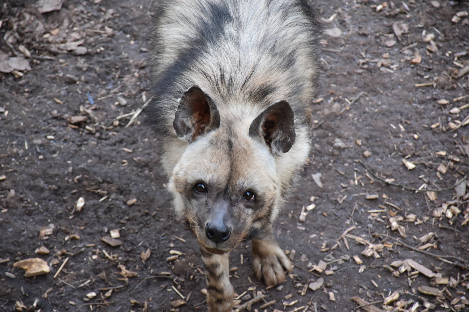 Striped hyena