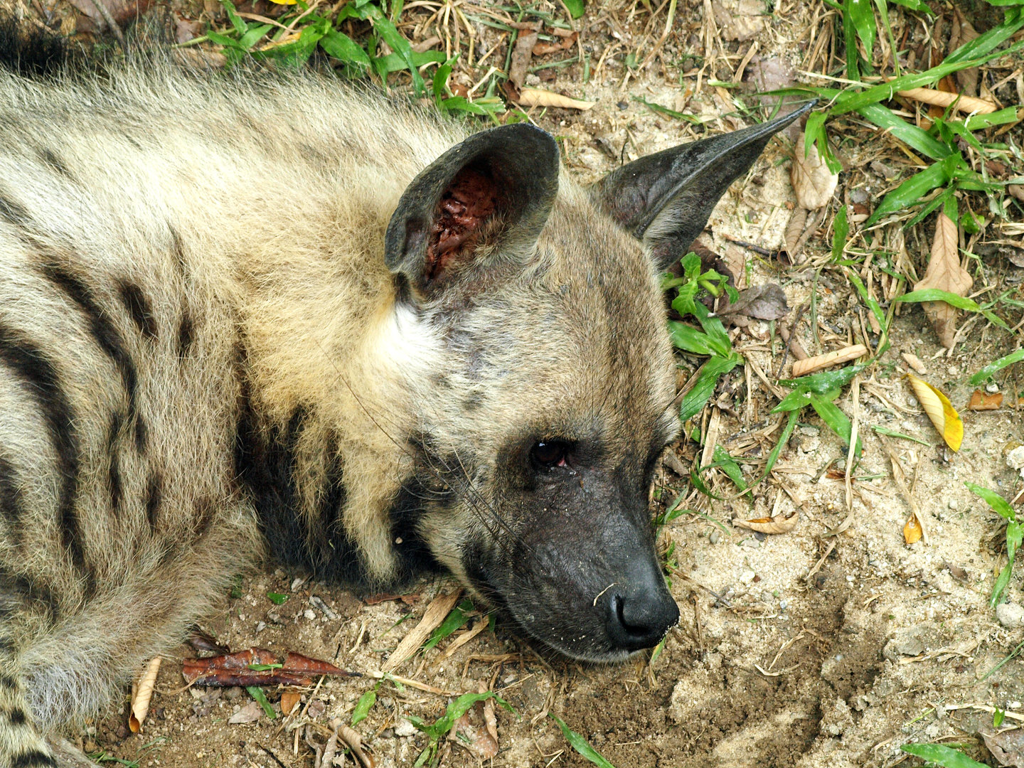 Striped hyena