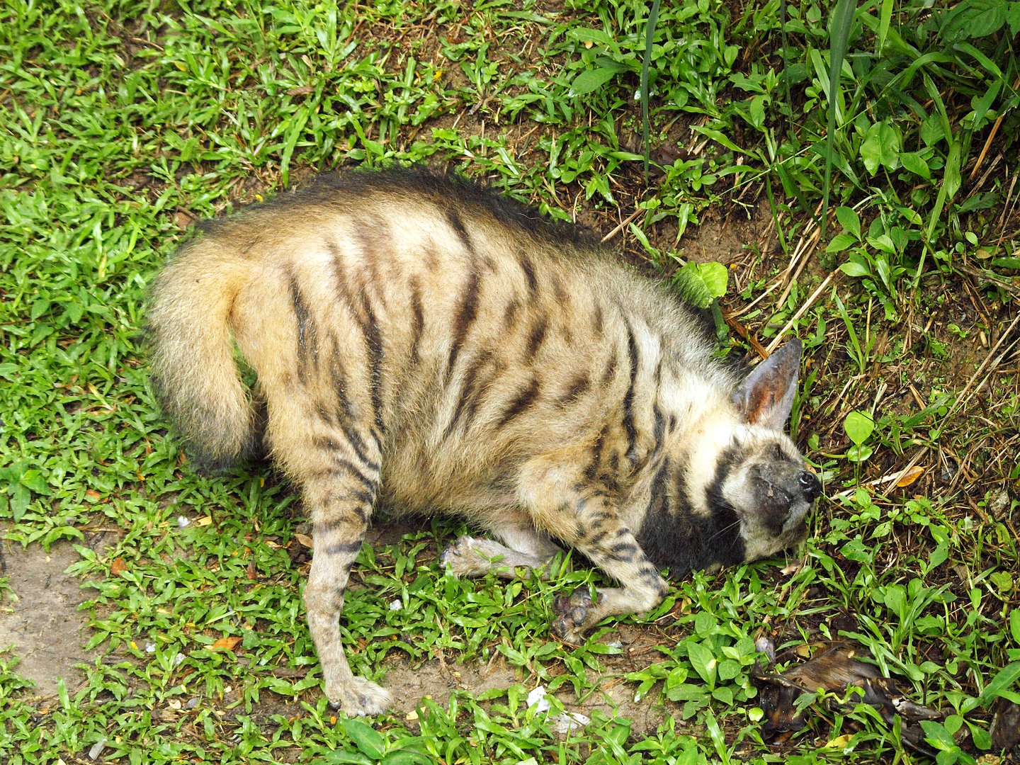 Striped hyena