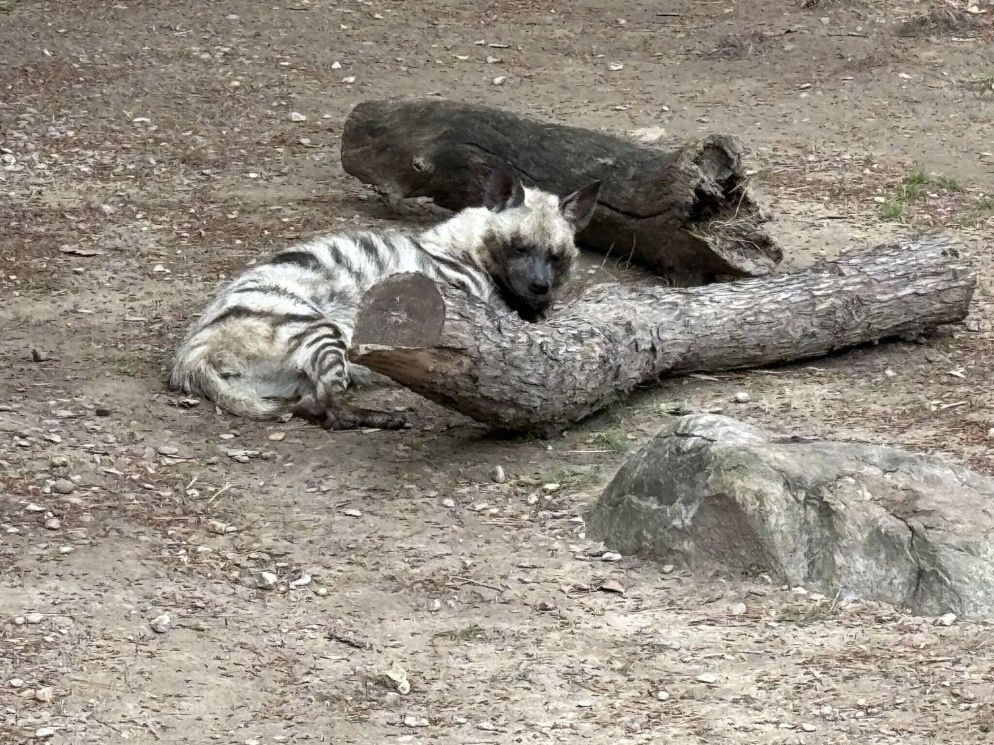 Striped Hyena