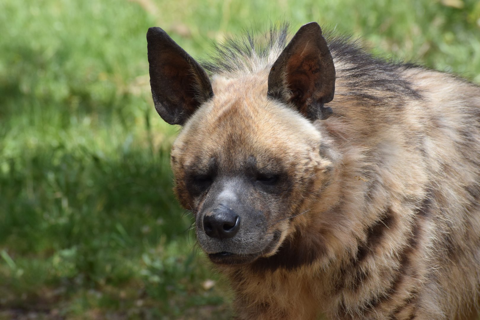 Striped hyena