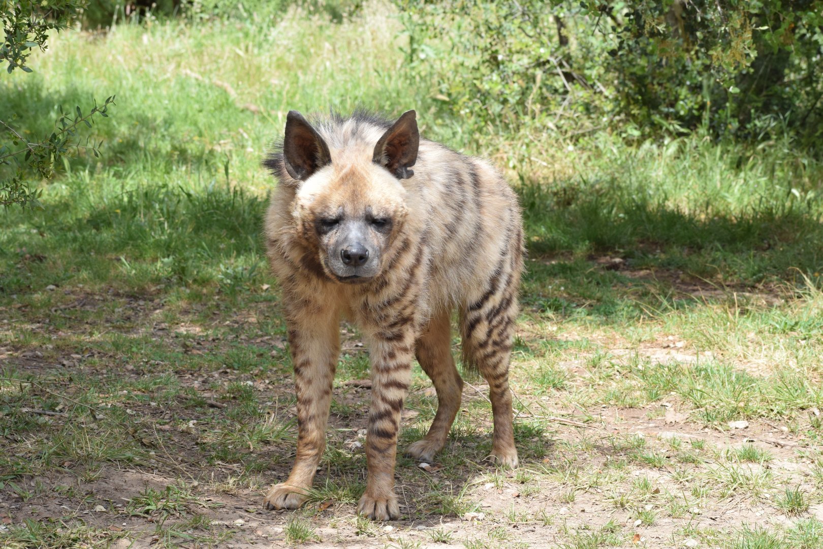 Striped hyena