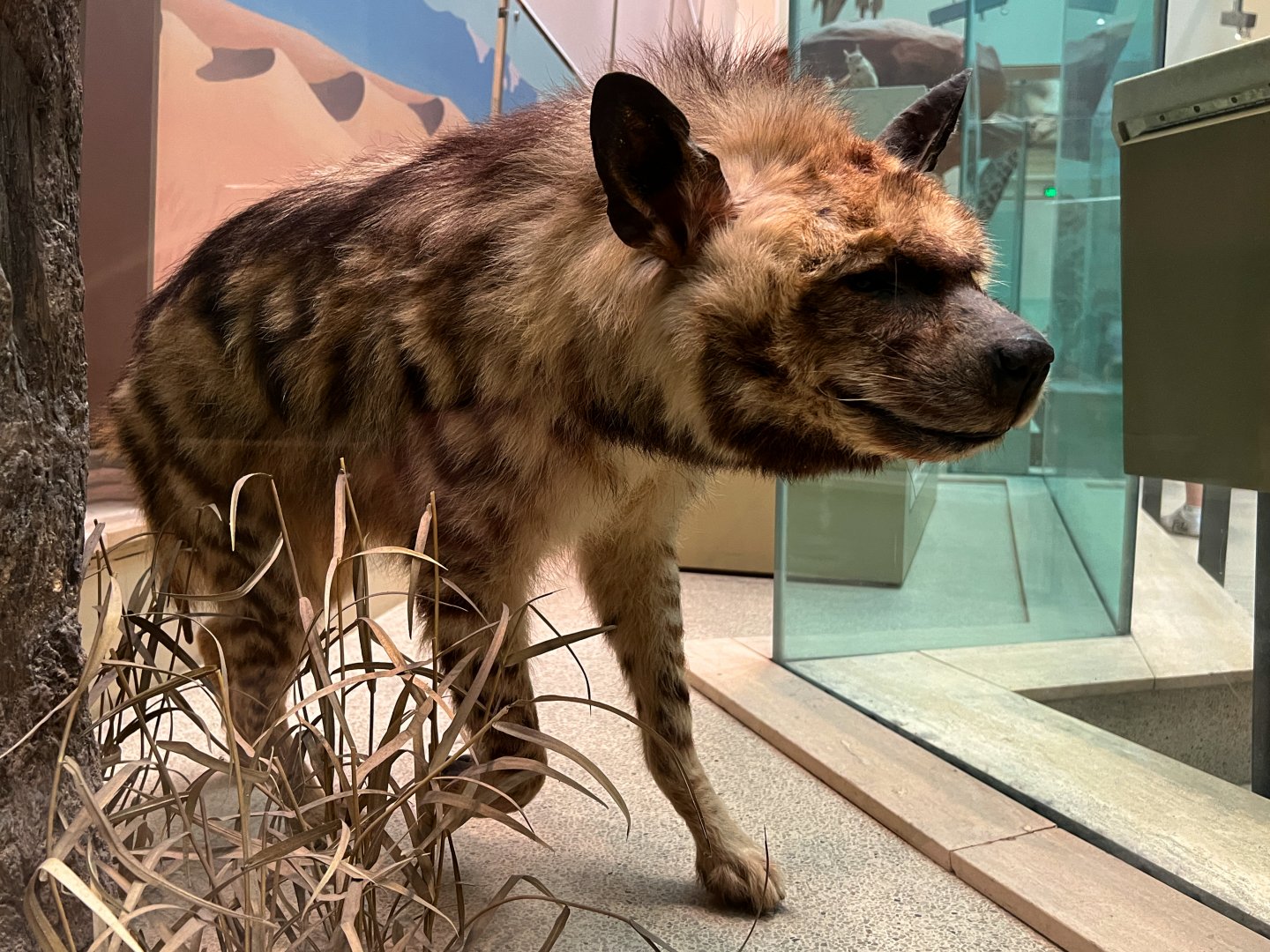 Striped Hyena