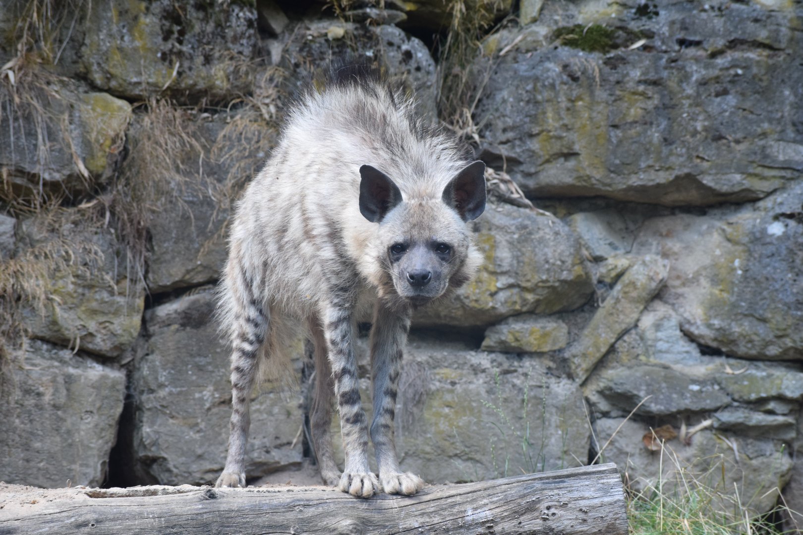 Striped hyena