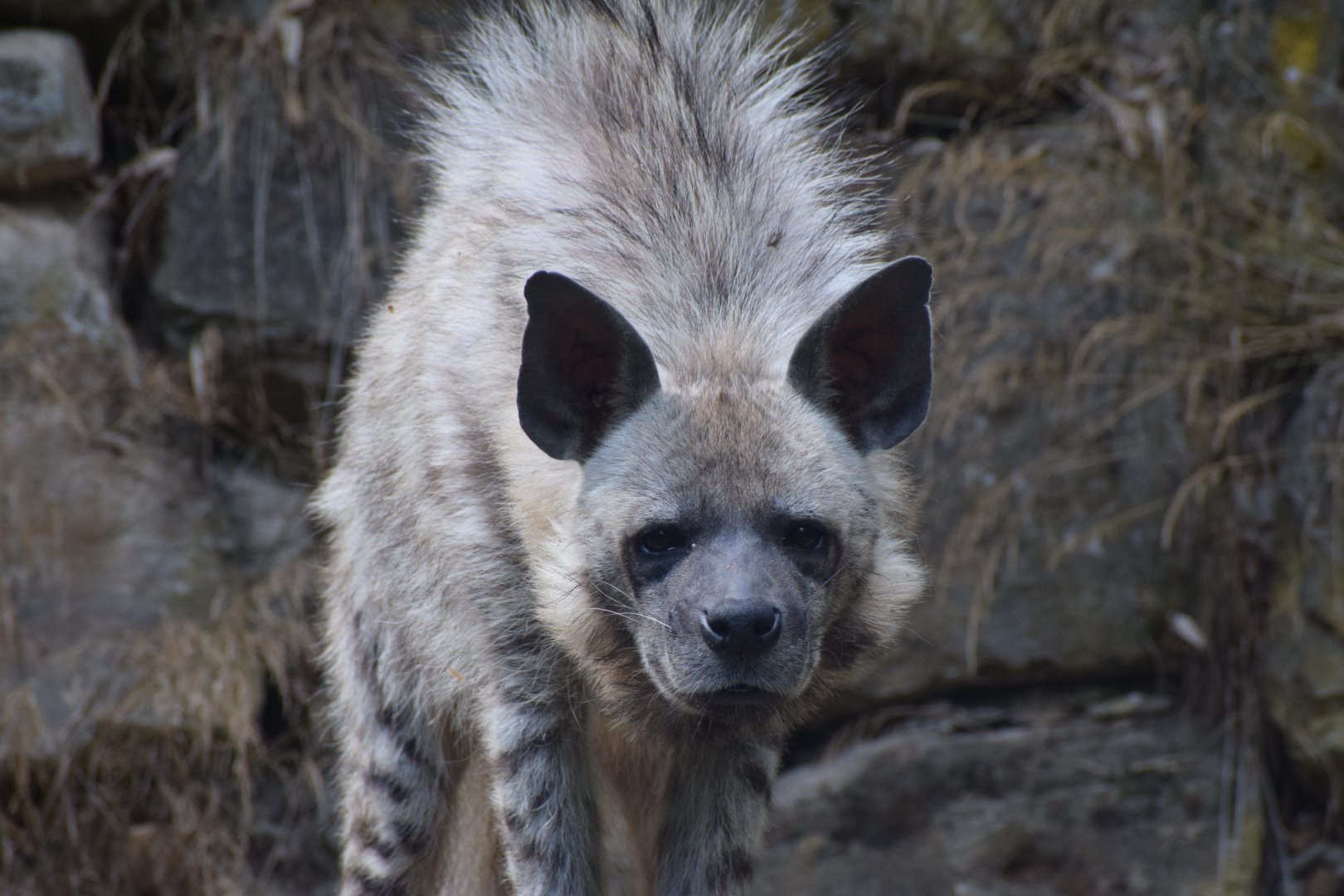 Striped hyena