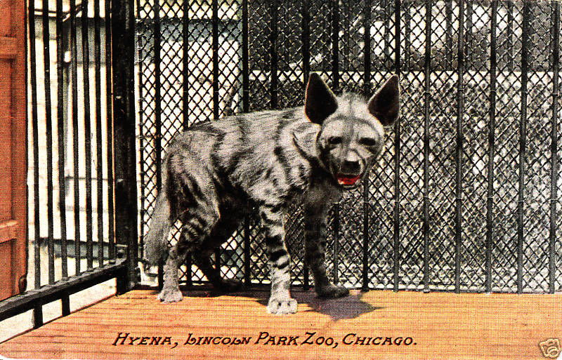 Striped Hyena