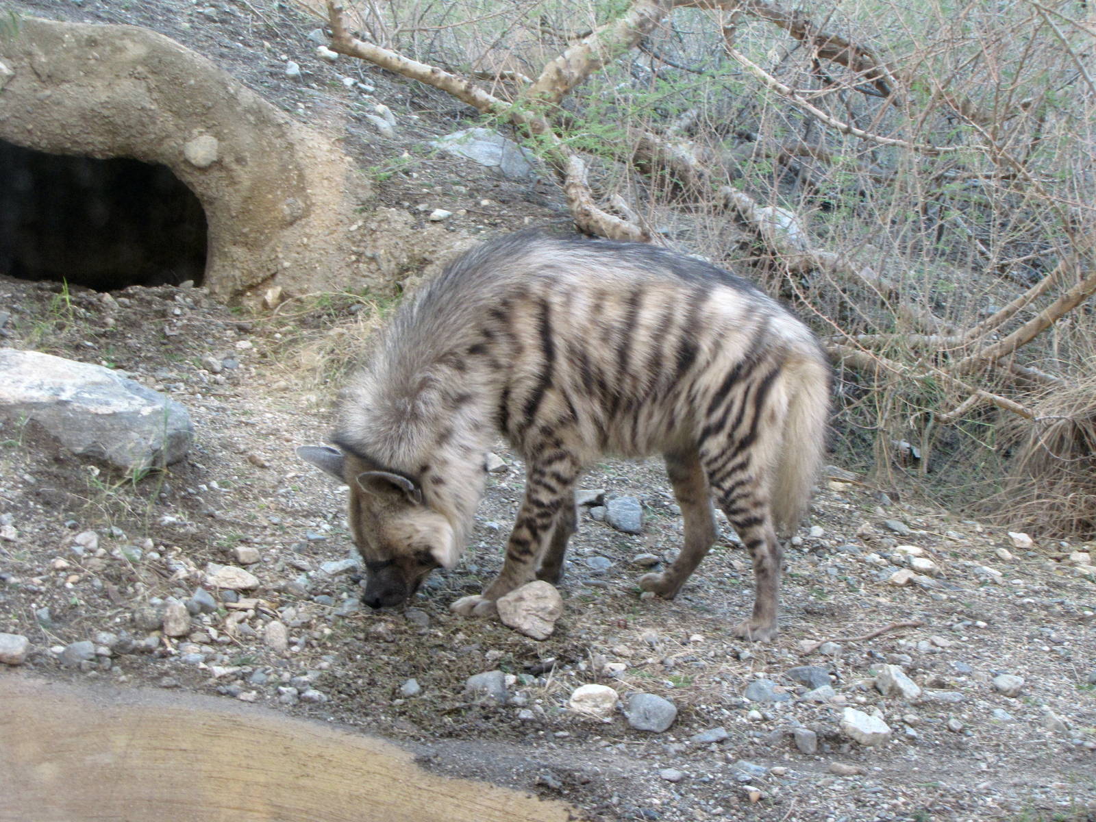 Striped Hyena