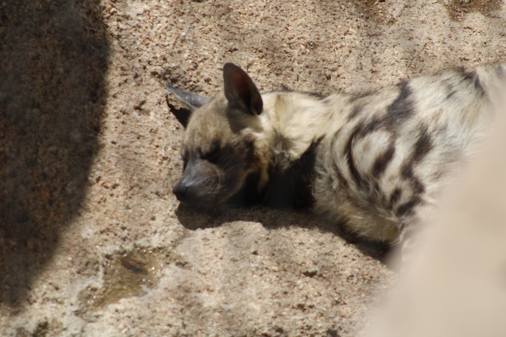 Striped Hyena