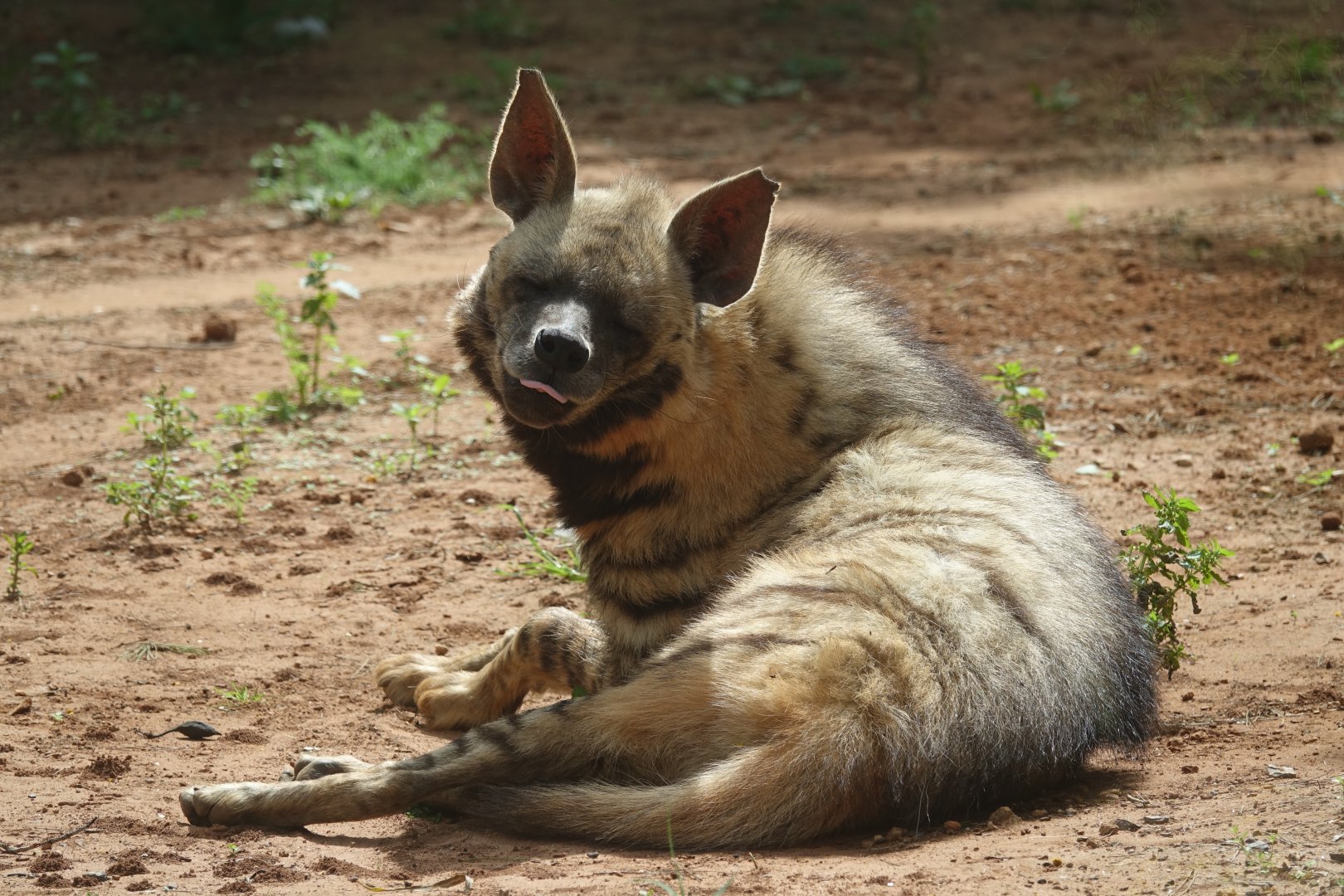 Striped Hyena