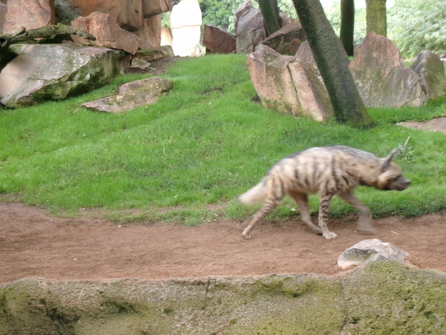Striped hyena