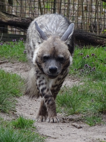 Striped hyena