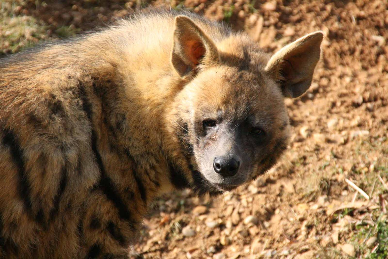 Striped Hyena