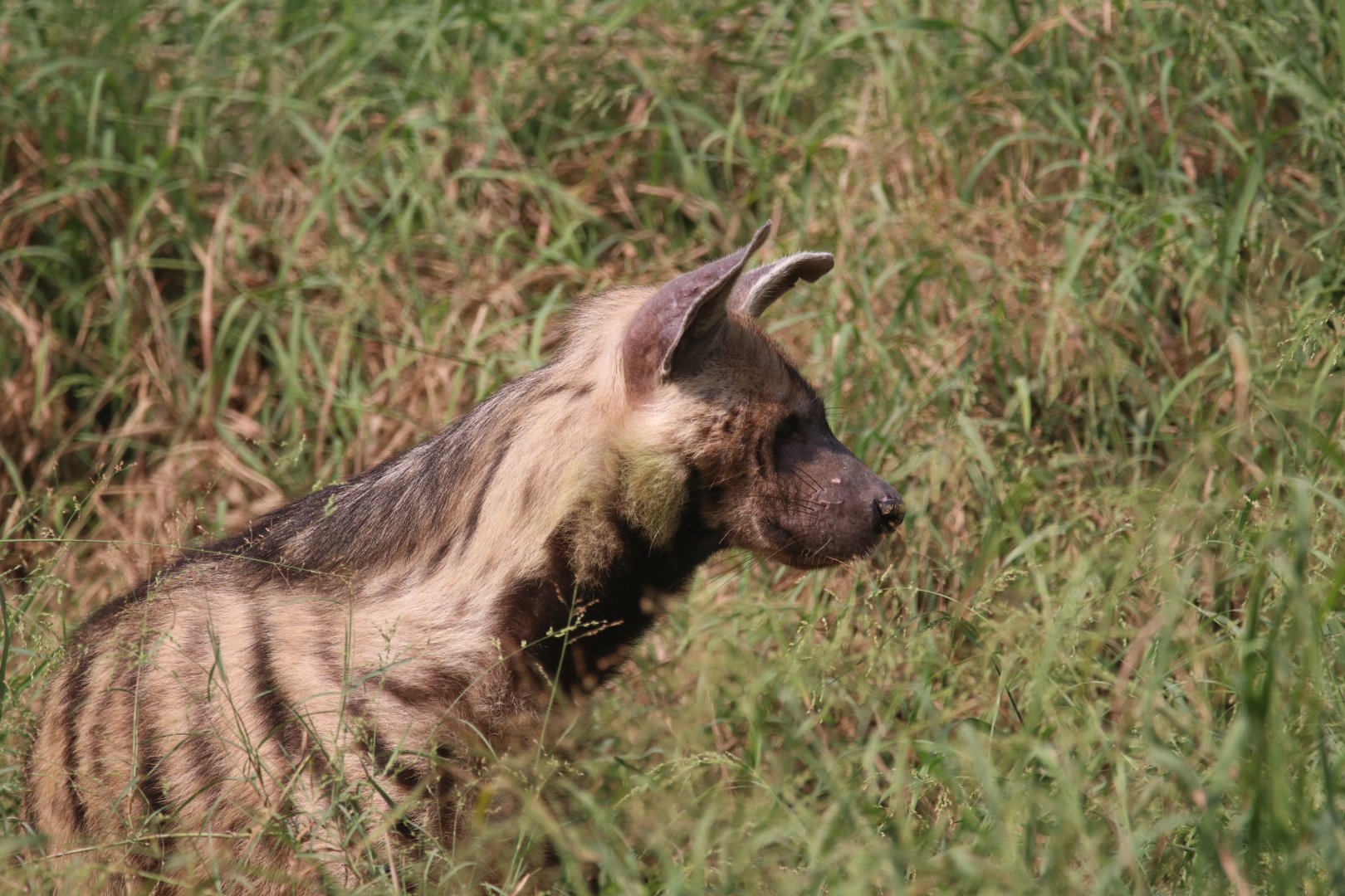 Striped hyena