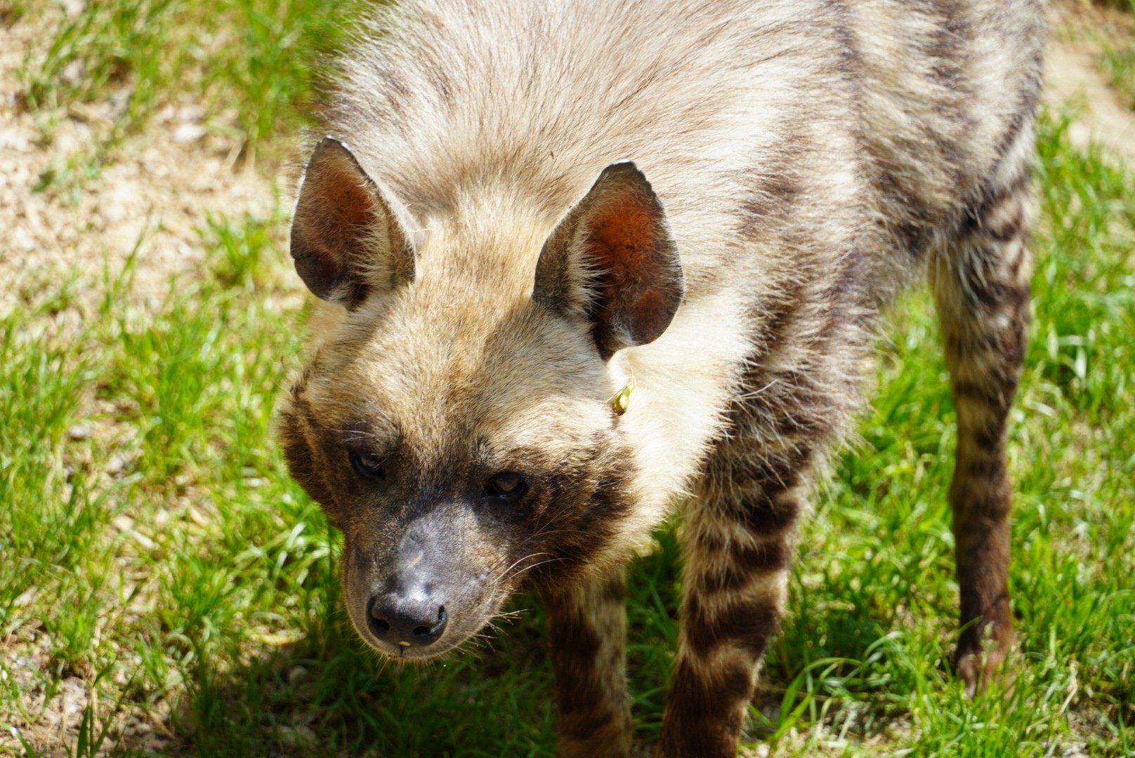 Striped Hyena