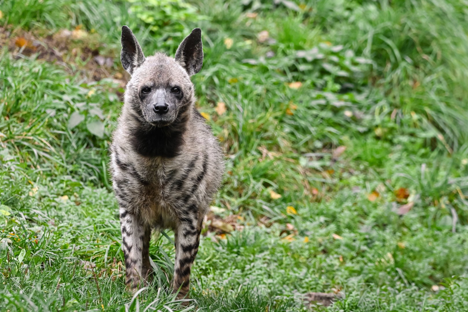 Striped hyena
