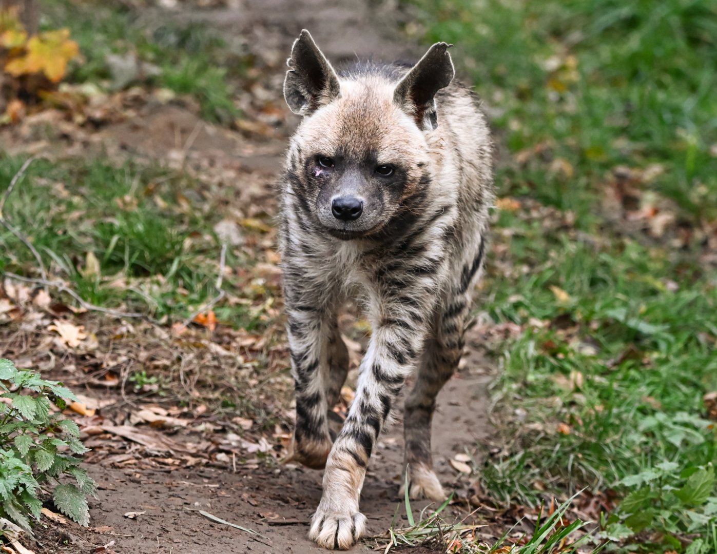 Striped hyena