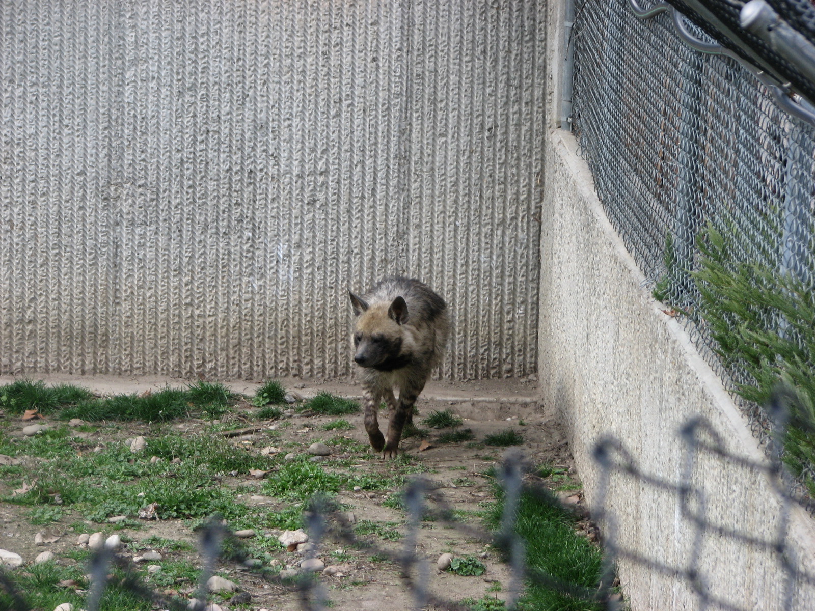 Striped Hyena