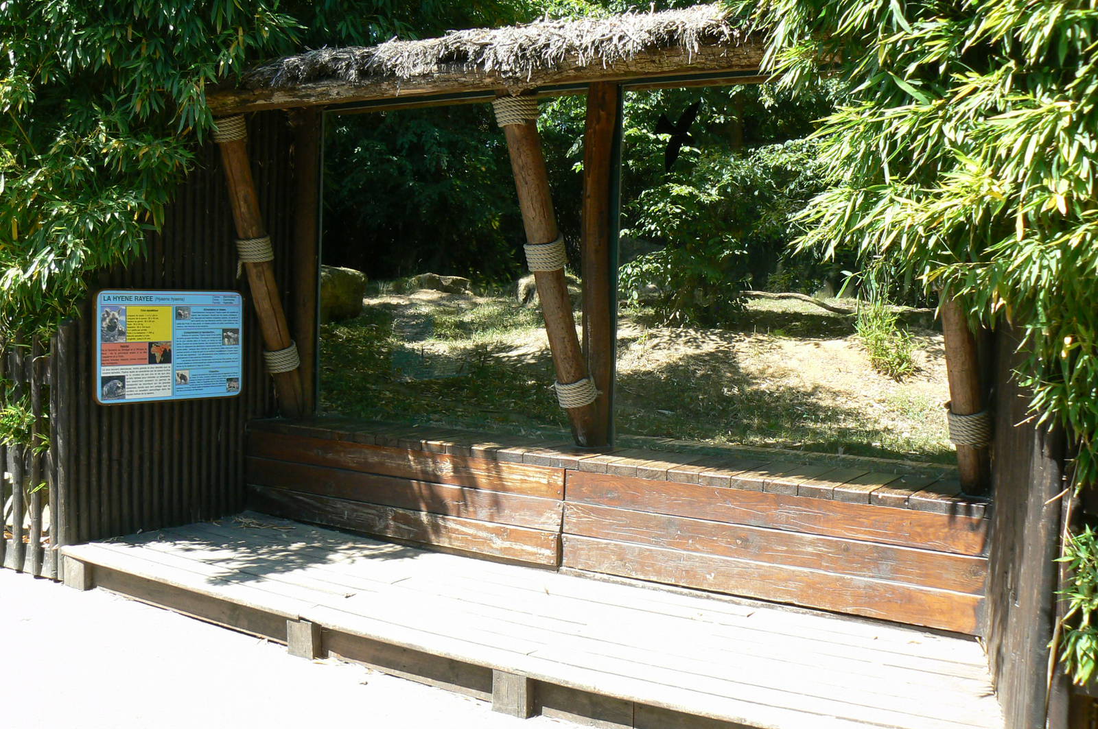 Striped hyenas exhibit