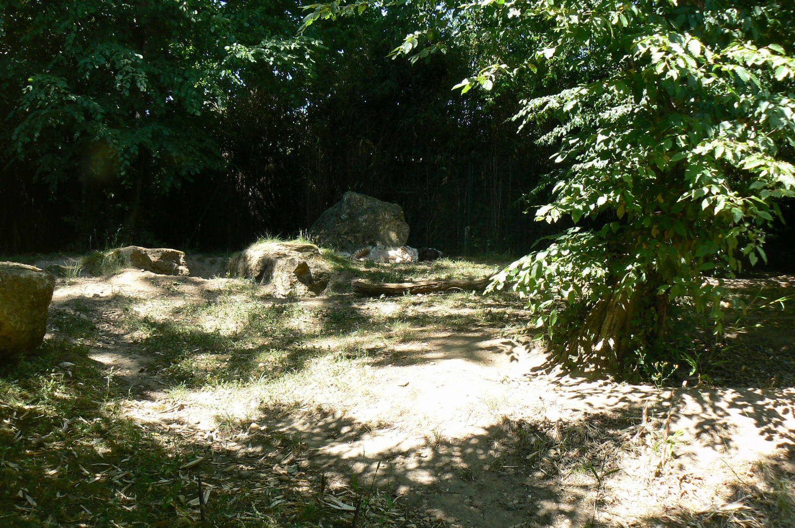 Striped hyenas exhibit