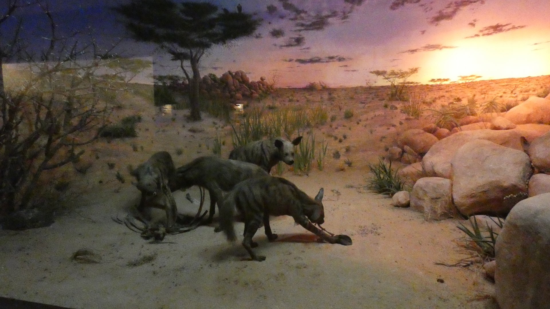 Striped Hyenas, Hall of Asian Mammals - Feb. 2022