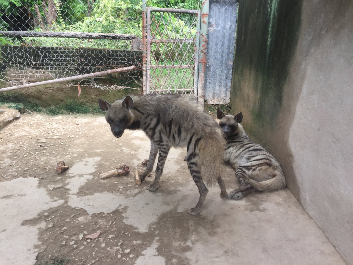 Striped hyenas (Hyaena hyaena)
