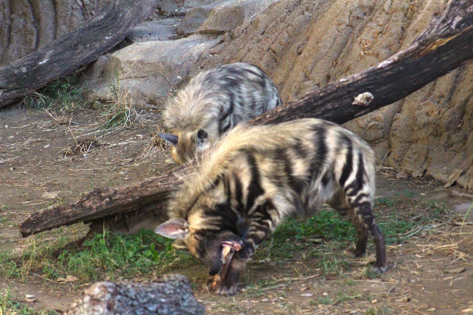 Striped hyenas - Predators of Asia & Africa