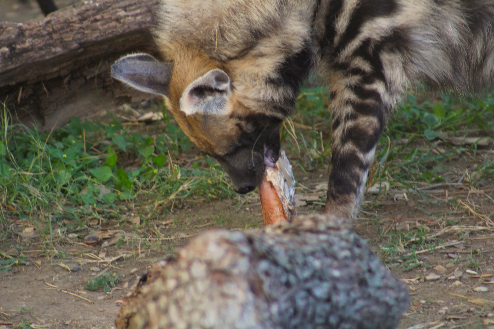 Striped hyenas - Predators of Asia & Africa