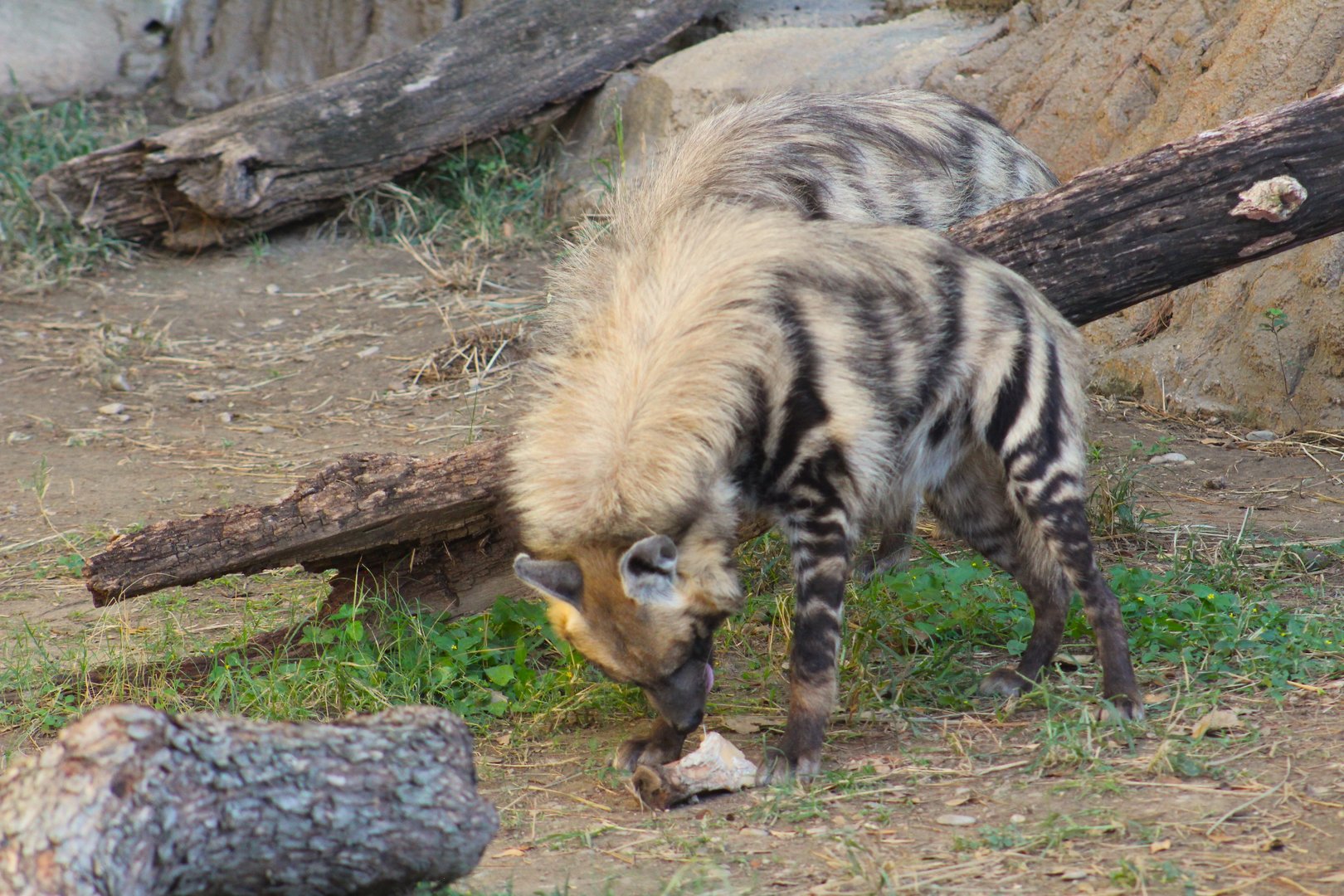 Striped hyenas - Predators of Asia & Africa