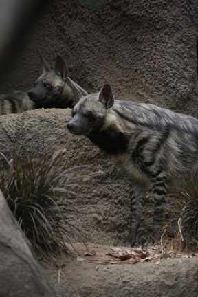 Striped Hyenas