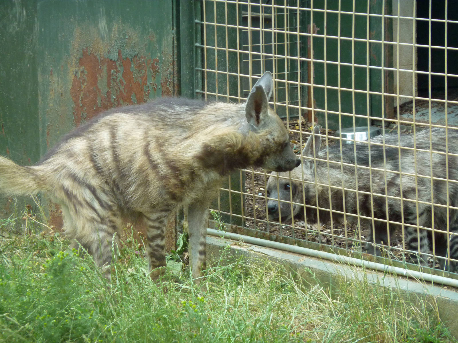 Striped hyenas