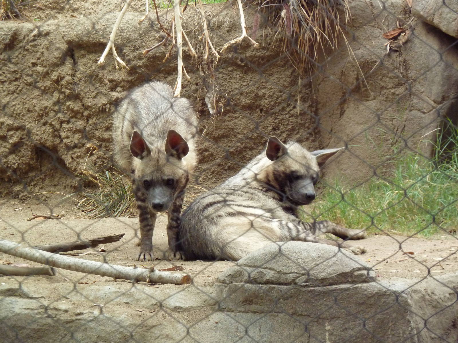 Striped Hyenas
