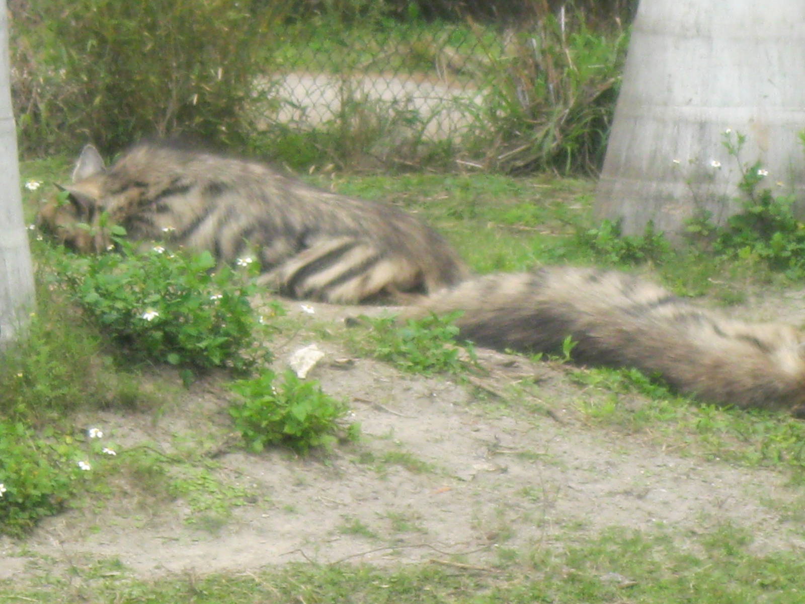 Striped Hyenas