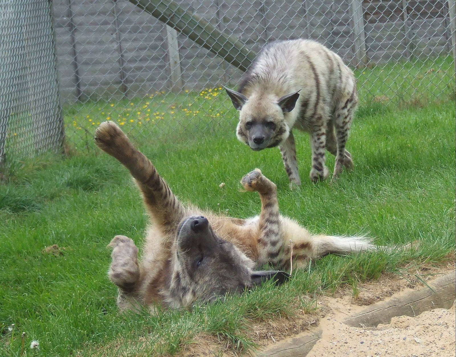 Striped Hyenas