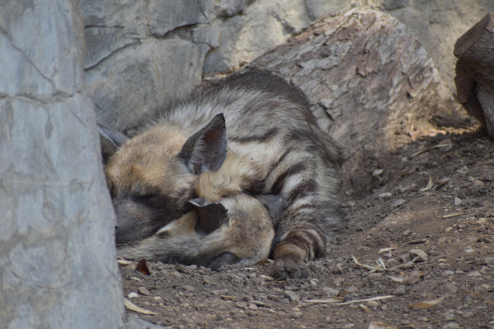 Striped Hyenas
