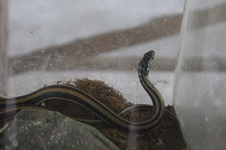 Striped keelback (Xenochrophis vittatus) - Taman Konservasi Sato Loka