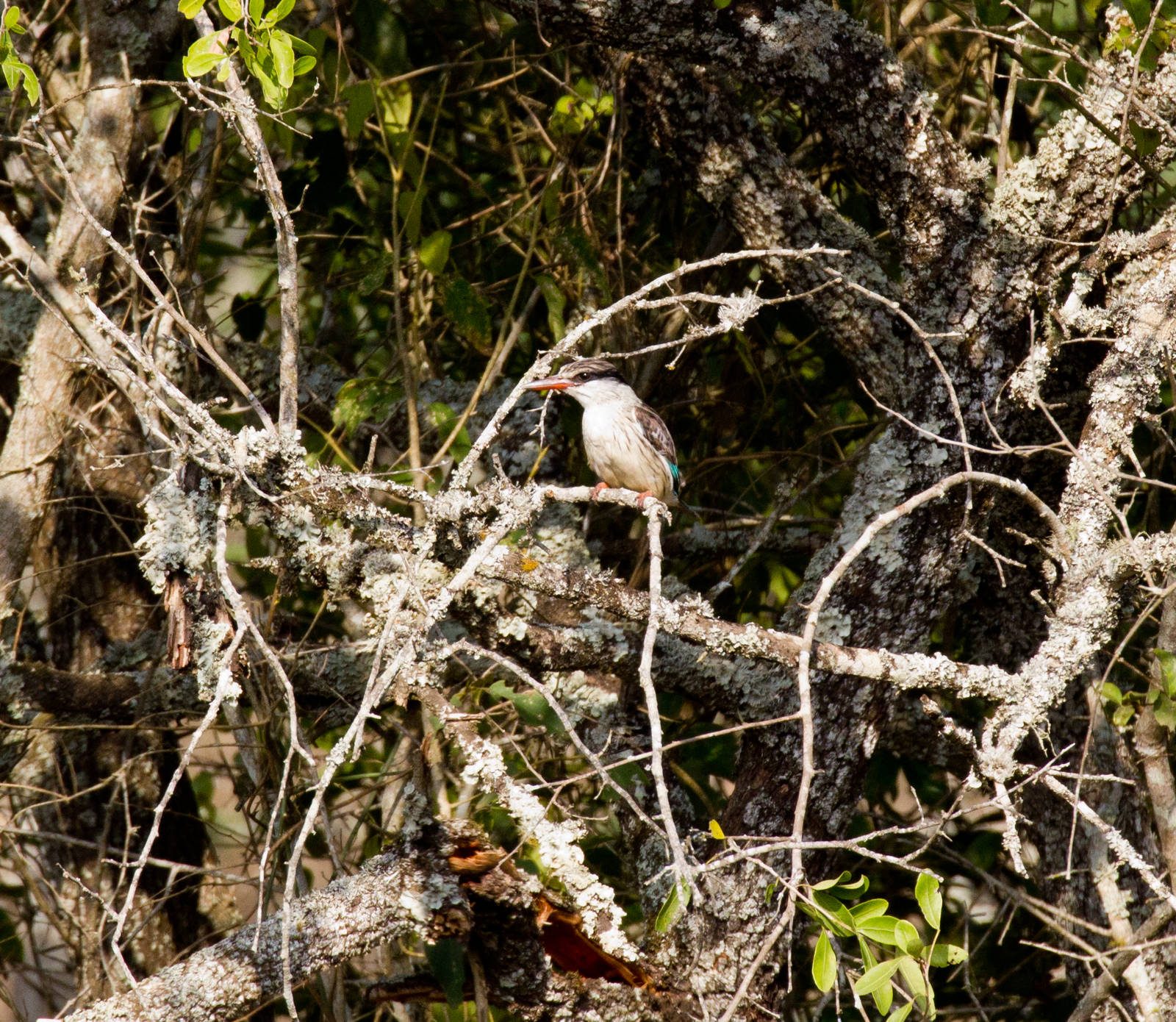 Striped Kingfisher