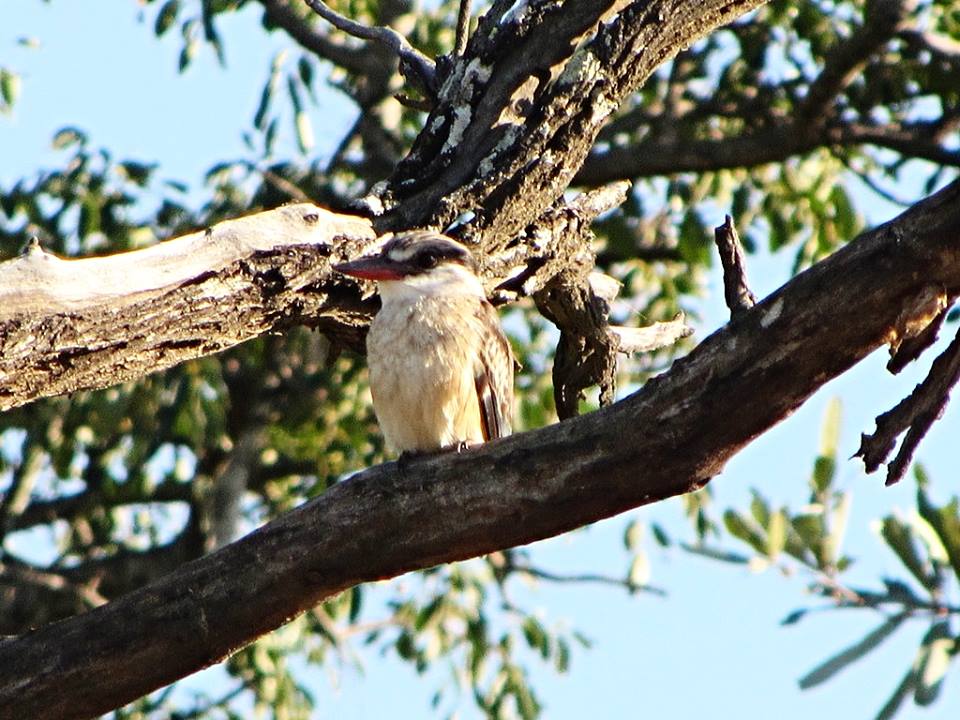 Striped Kingfisher