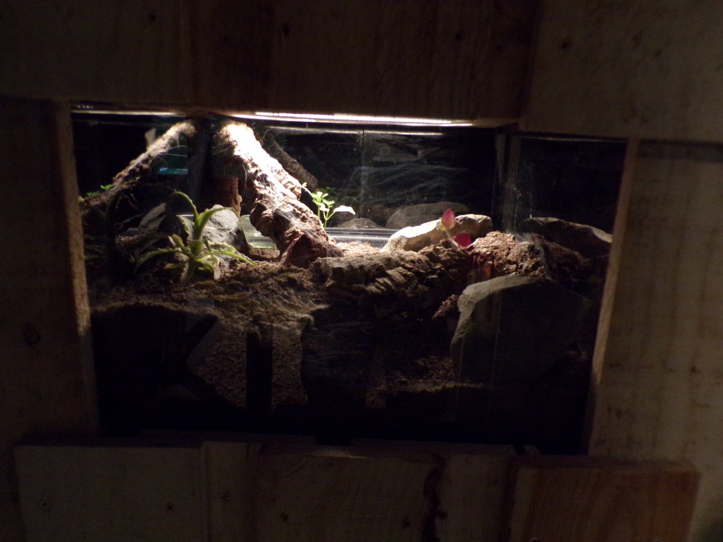 Striped-knee tarantula terrarium 14.10.23