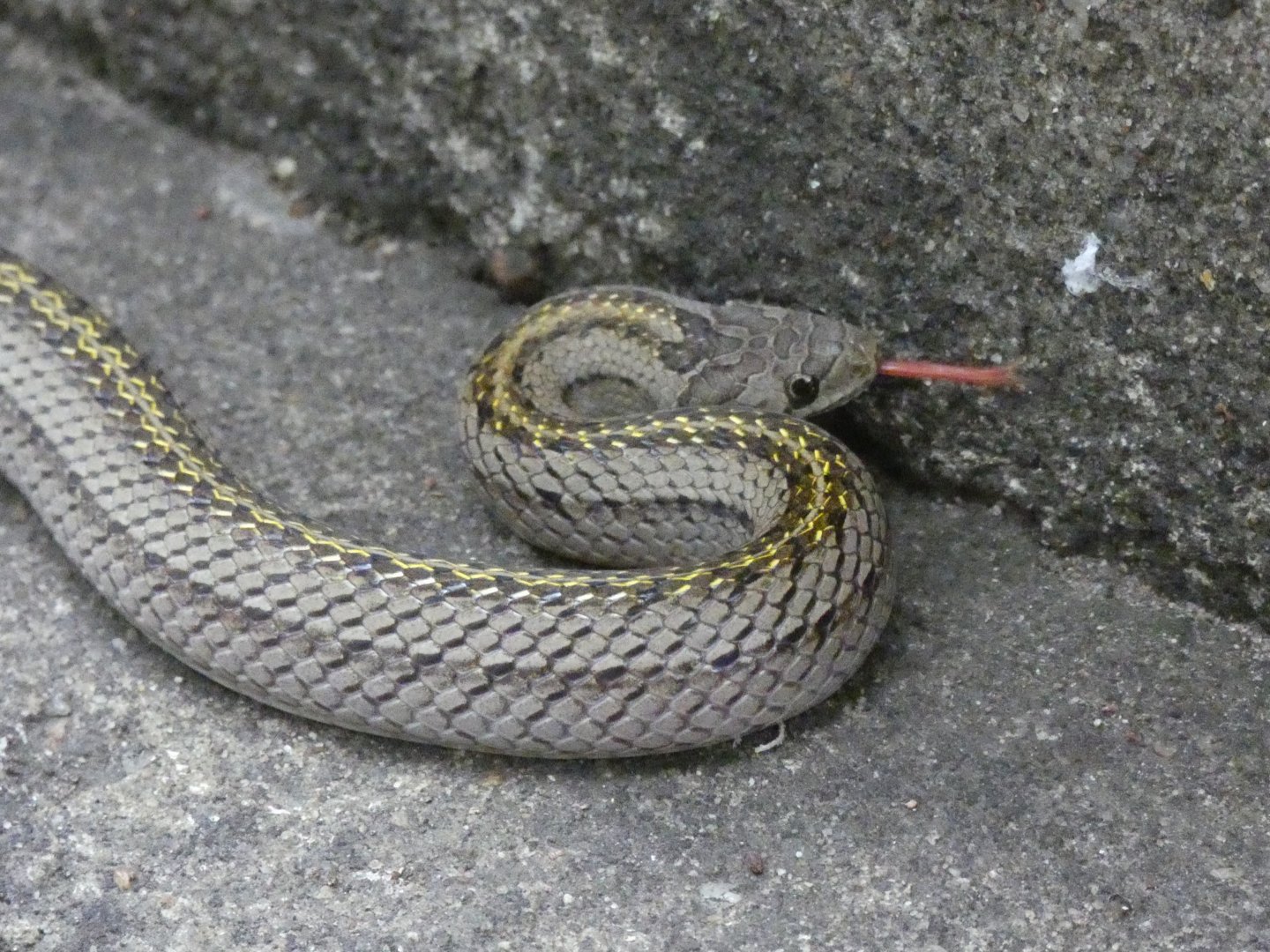 Striped kukri snake