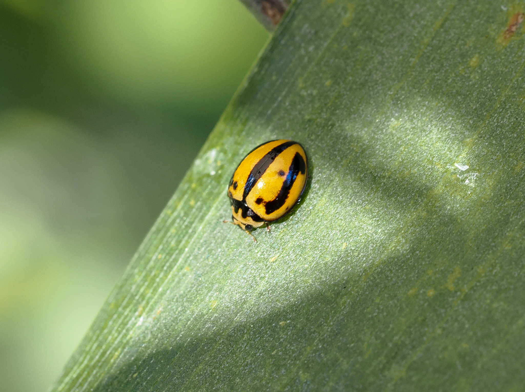 Striped Ladybird, Micraspis frenata