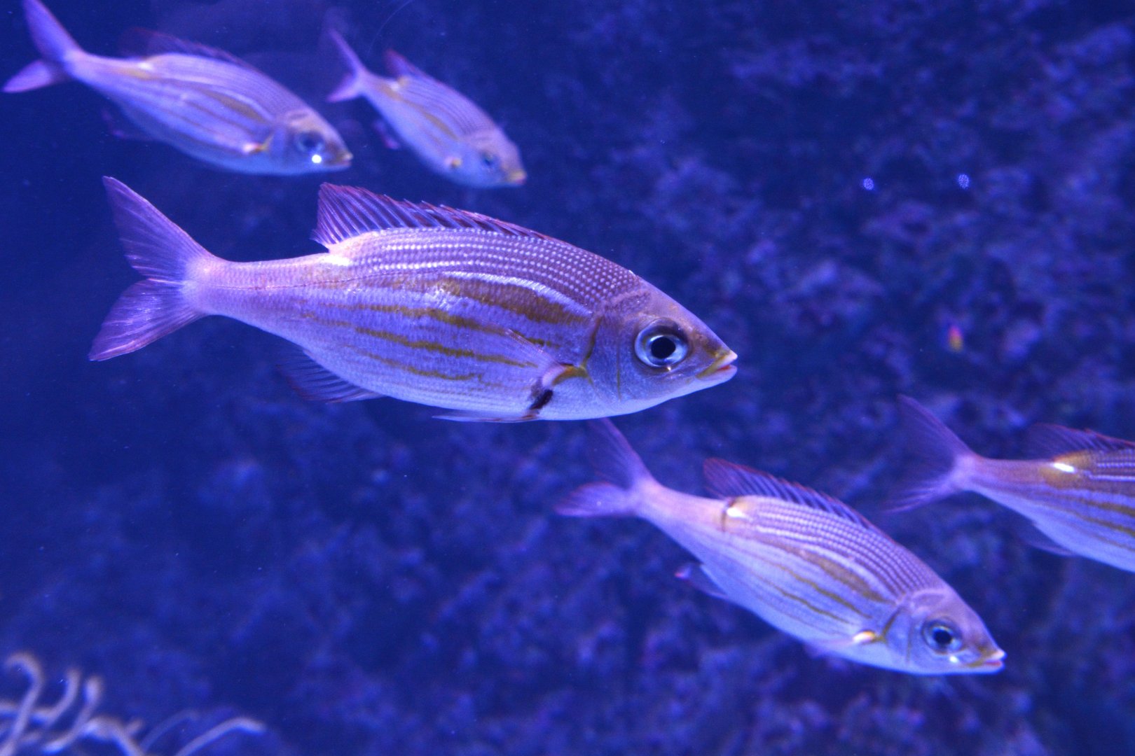 Striped Large-eye Bream (Gnathodentex aureolineatus)