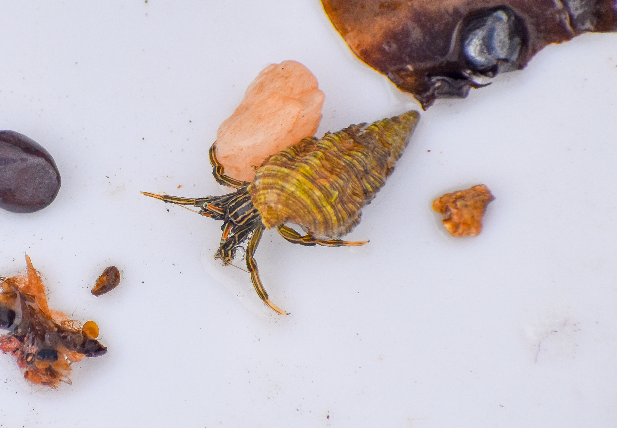 Striped-leg Hermit Crab, Clibanarius taeniatus
