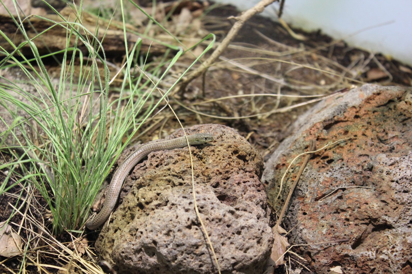 Striped Legless Lizard (Delma impar)